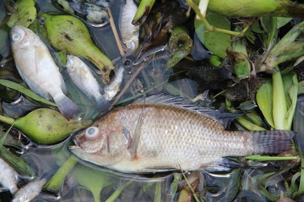 Bình Dương: Nước ô nhiễm vượt chuẩn 75 lần, cá chết hàng loạt