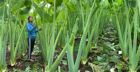 Trầm trồ vườn dọc mùng ‘siêu to không lồ’ ở Đồng Nai: Ngỡ rằng đi lạc vào vườn cổ tích