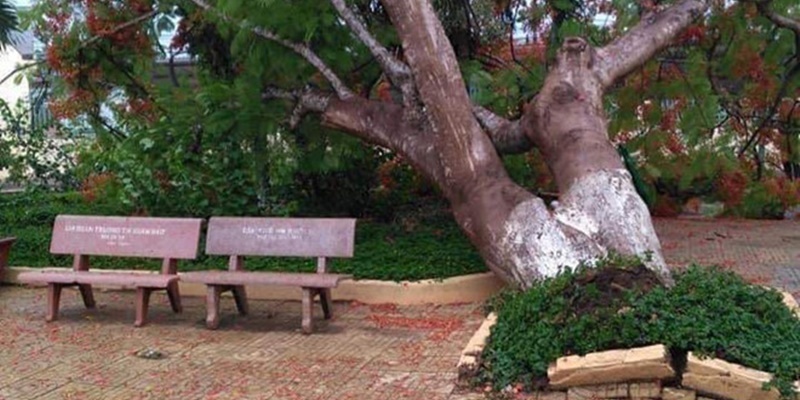 Lại thêm một cây phượng vĩ bật gốc, ngã đổ trong sân trường tiểu học