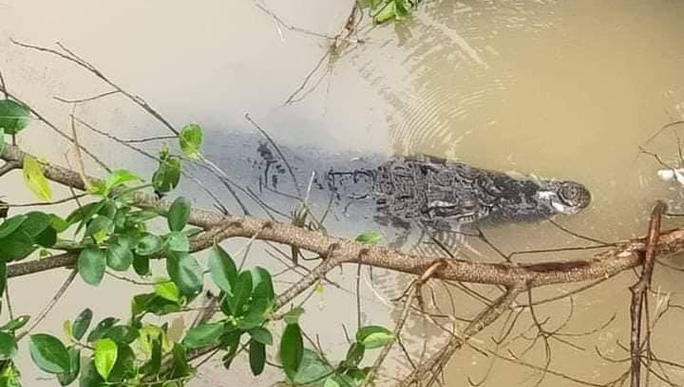 CLIP: Hoảng hốt phát hiện cá sấu to đang “dạo chơi” trên sông