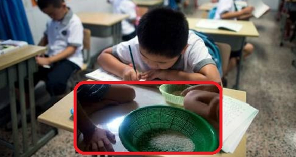 Cô giáo yêu cầu học trò đem đủ 10.000 hạt gạo đến lớp, cả nhà vừa bực tức vừa miệt mài đếm đến nửa đêm