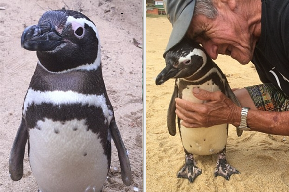 Chú chim cánh cụt vượt 8000km mỗi năm để thăm ân nhân lúc nhỏ