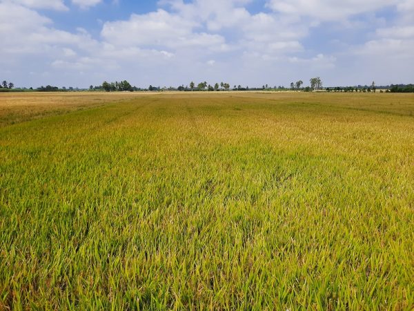 Long An được phép chuyển 142,61 ha đất trồng lúa để làm cụm công nghiệp
