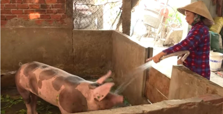 Kiên Giang: Dịch tả lợn châu Phi tái bùng phát, hơn 1.200 con lợn bị tiêu hủy