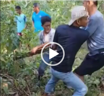 Indonesia: Trăn gấm khổng lồ n;;uốt c;;hửng ng;ười đàn ông 60 tuổi vào b;;;ụng.