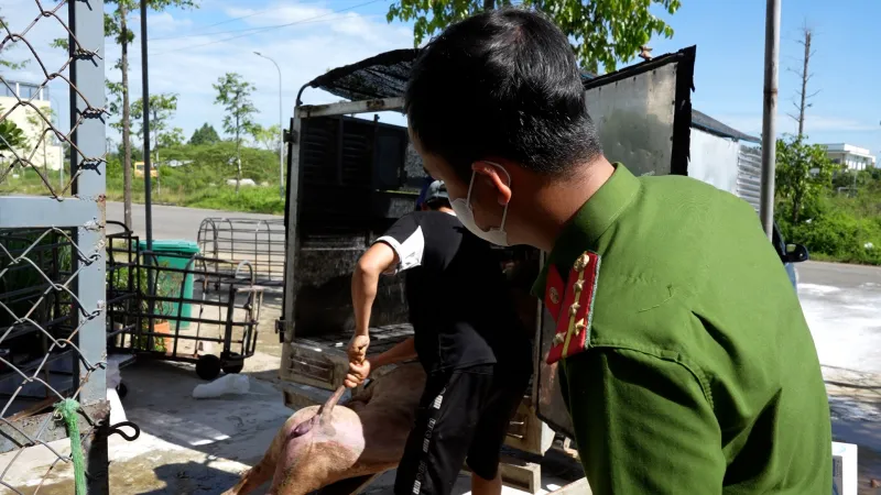 Danh tính bà chủ cơ sở gom heo chết nhiễm bệnh dịch ở Quảng Ngãi đưa vào miền Nam tiêu thụ