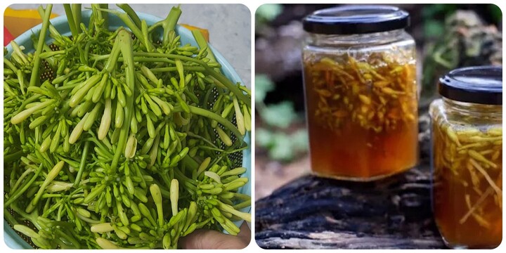 Hoa đu đủ đực ngâm mật ong có chữa được ung thư?