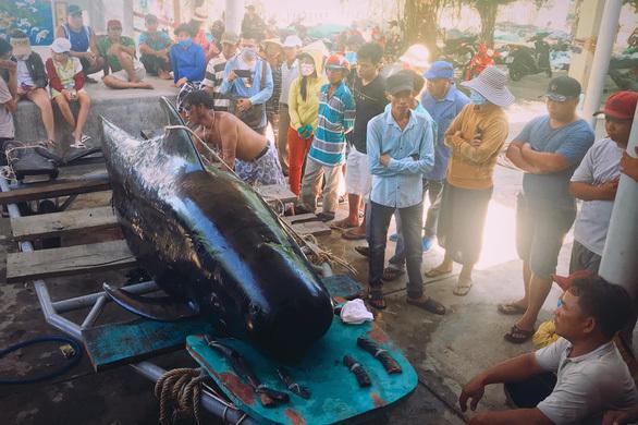 Cá voi dạt vào bờ biển Nha Trang với nhiều vết thương tích