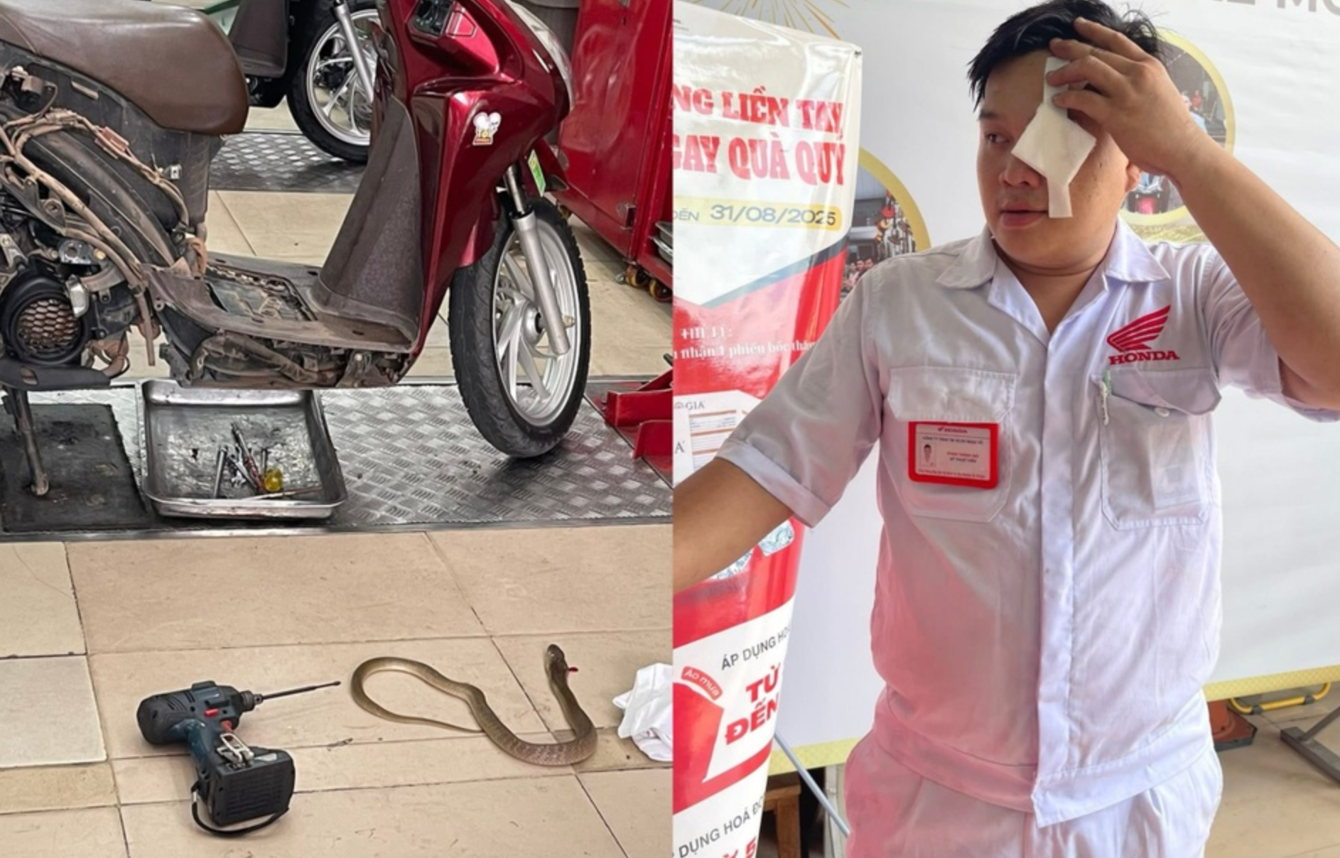 Rắn chui ra từ xe máy, phun nọc độc vào mắt kỹ thuật viên ở TP.HCM