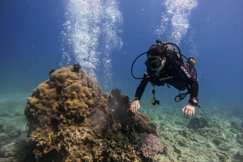 Gần 200 ha san hô biến mất ở vịnh Nha Trang