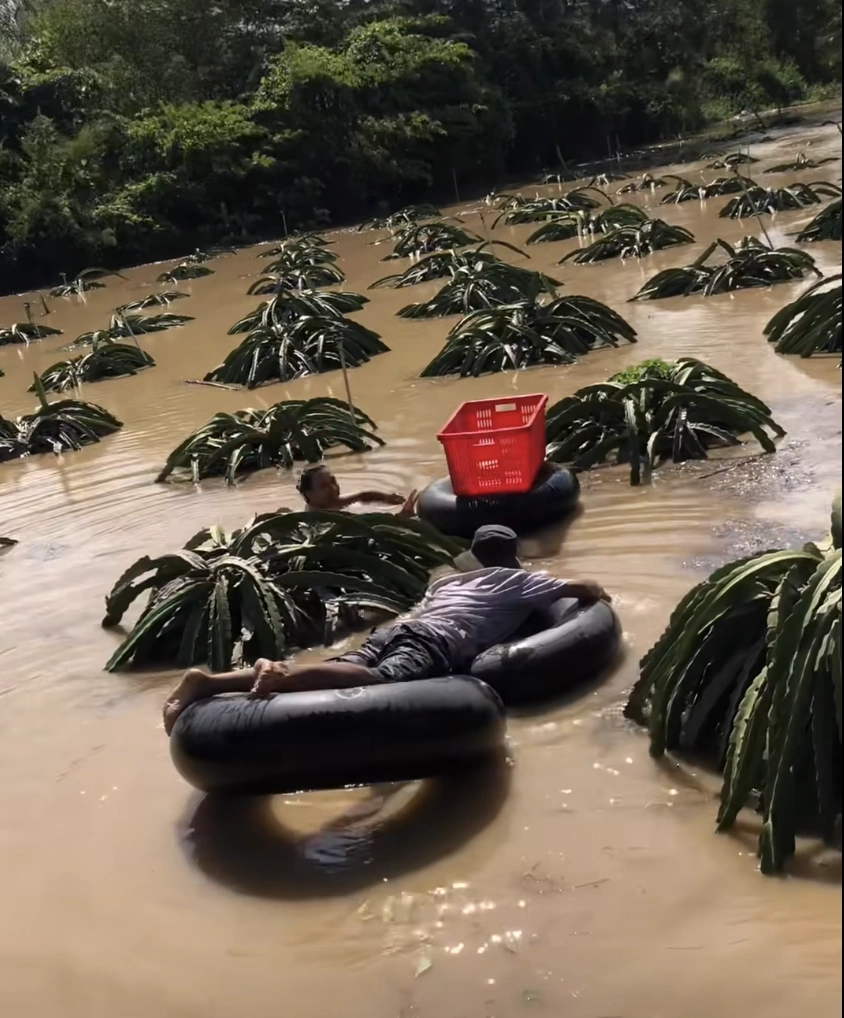 Ôm phao cứu vườn thanh long trong lũ